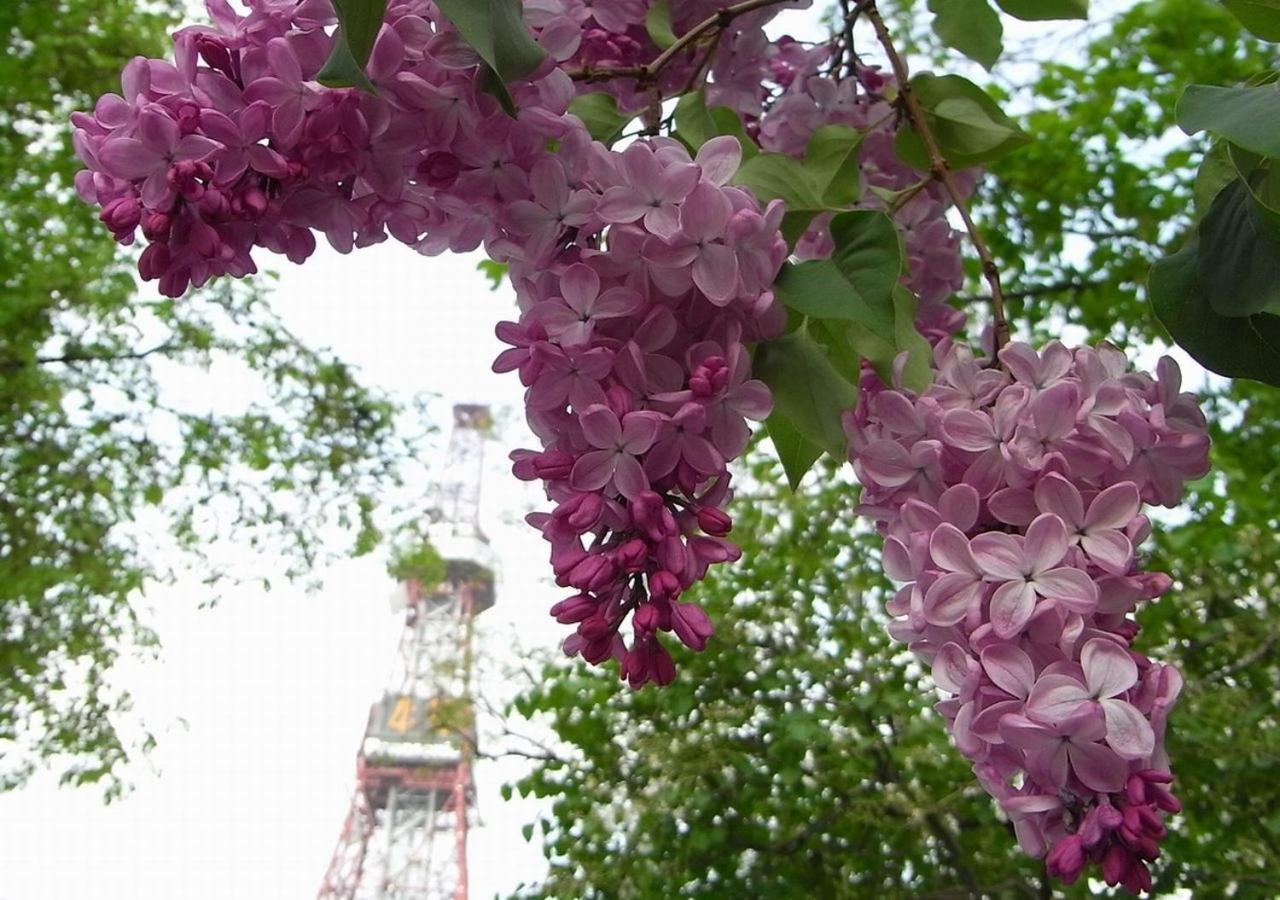Tokyu Stay Sapporo Dış mekan fotoğraf